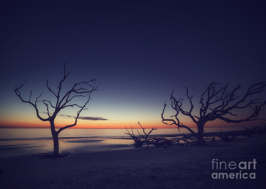 Driftwood Beach 2 Photograph by Tim Wemple