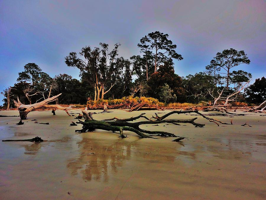 Tree Photograph - Driftwood Beach by Benjamin Yeager