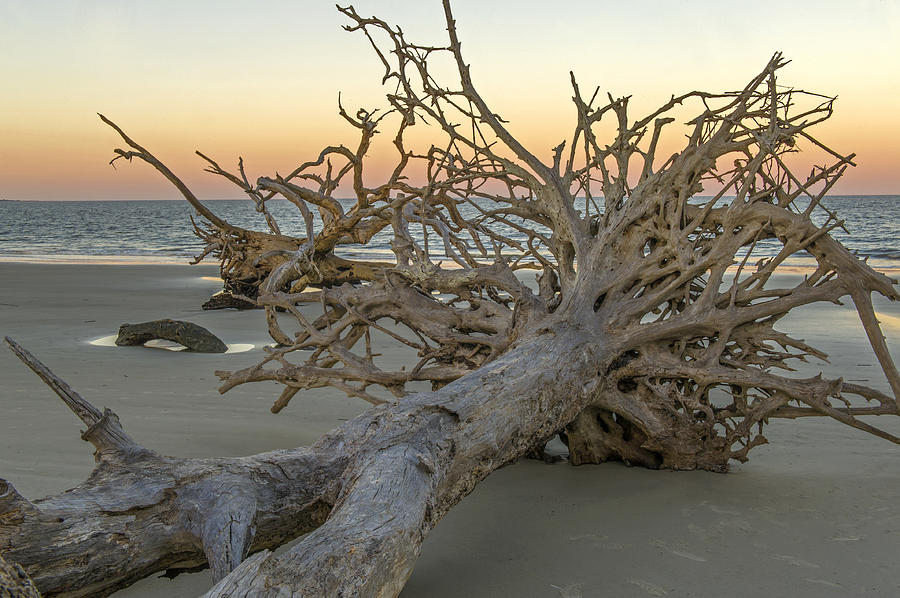 Driftwood Beach Jekyll Island GA Photograph by Willie Harper
