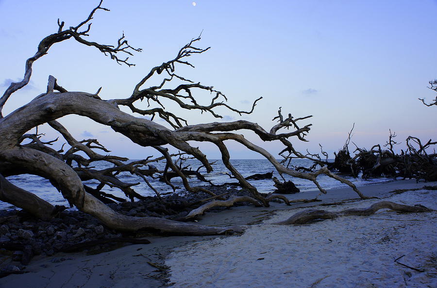 Sunset Photograph - Driftwood Beach by Laurie Perry