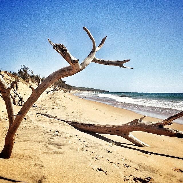 Beach Photograph - #driftwood #beach #ocean #pacific by Kyle Marsh