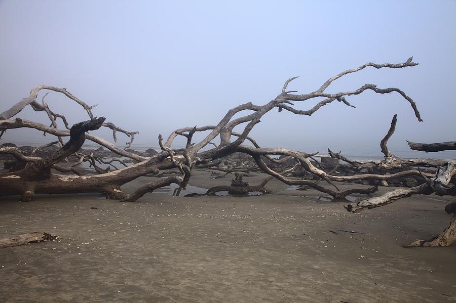 Driftwood Beach on Jekyll Island Photograph by Gordon Elwell