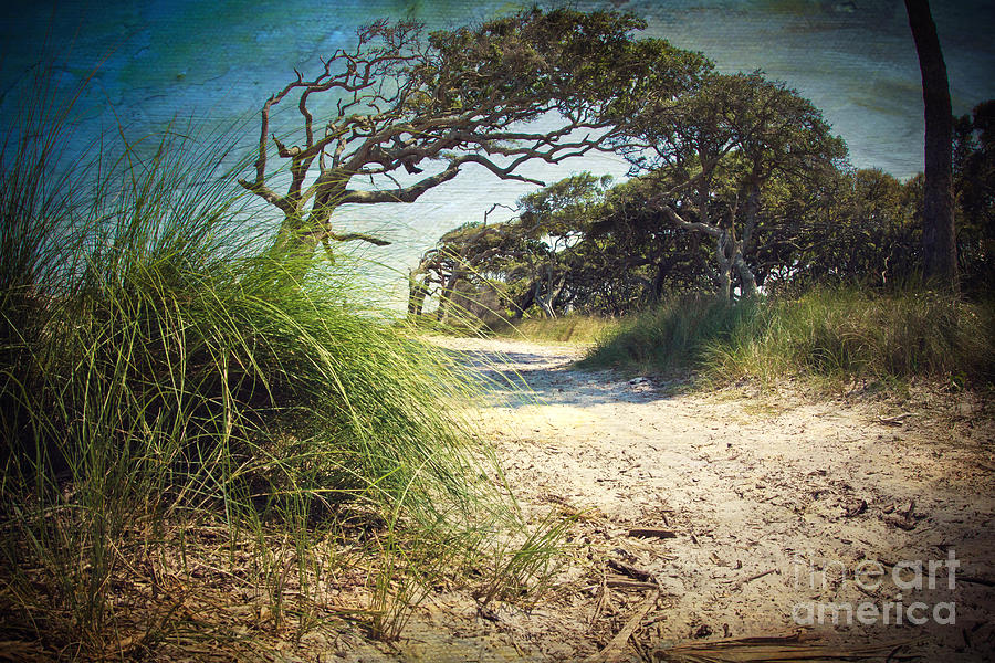 Tree Photograph - Driftwood Beach Path by Joan McCool
