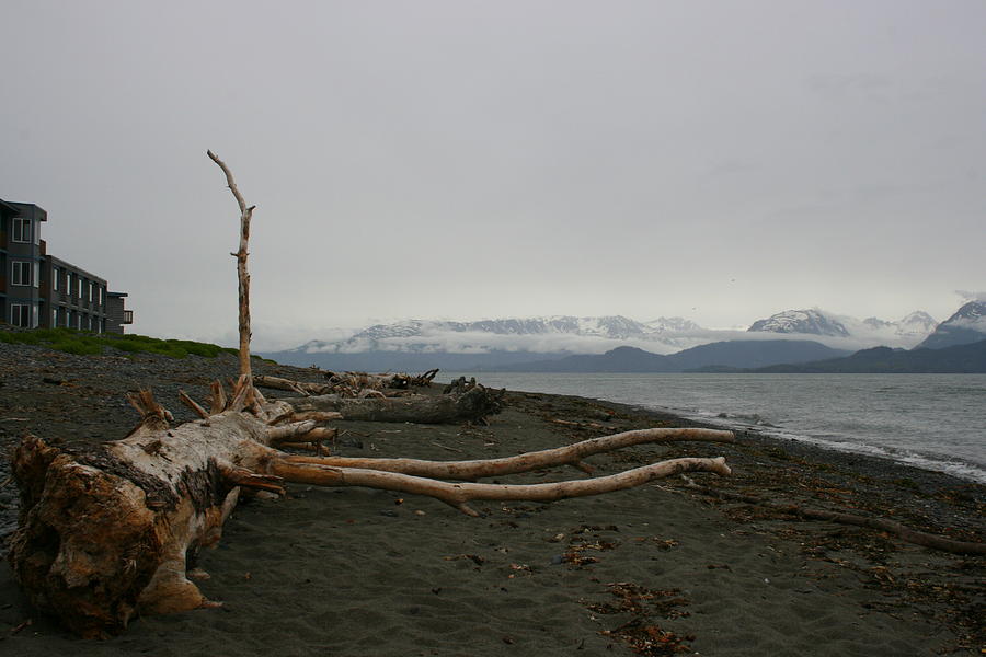 Driftwood Photograph by Betty-Anne McDonald