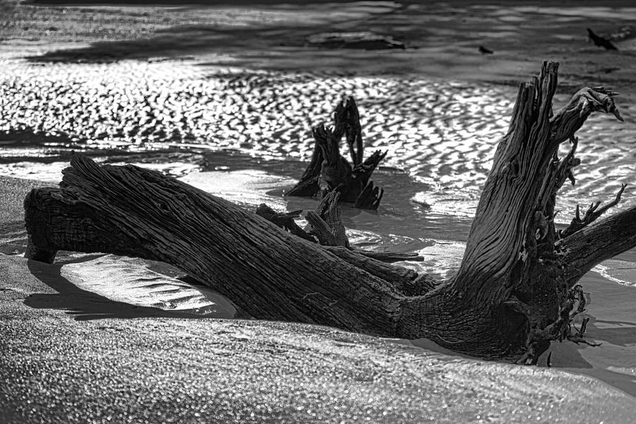Driftwood-Black and White V2 Photograph by Douglas Barnard