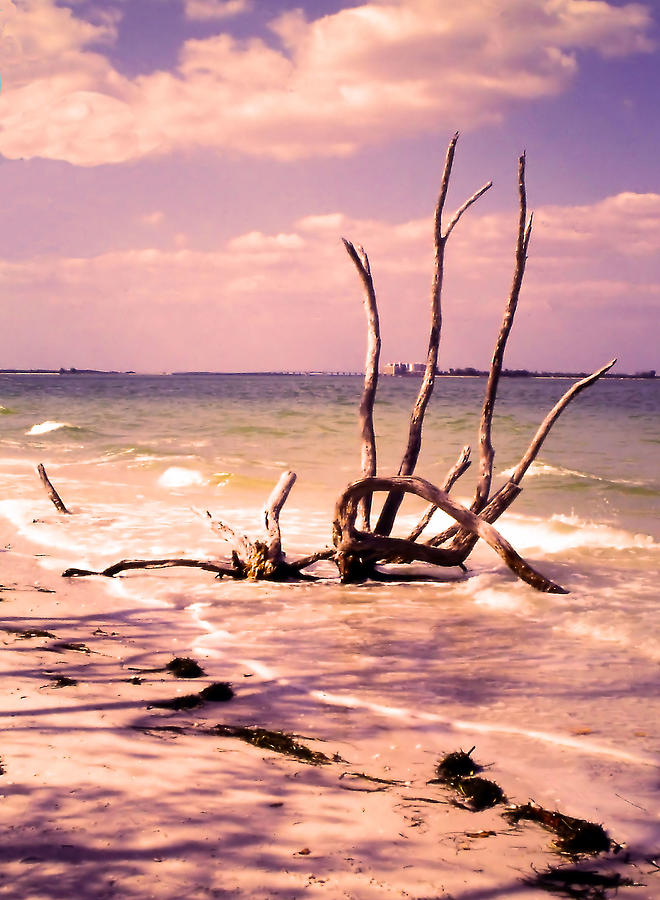 Driftwood by the Sea Photograph by Rosalie Scanlon