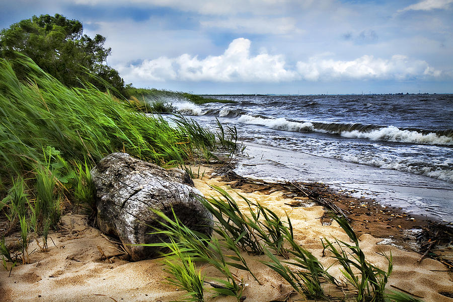 Driftwood by the Sea Photograph by Trudy Wilkerson
