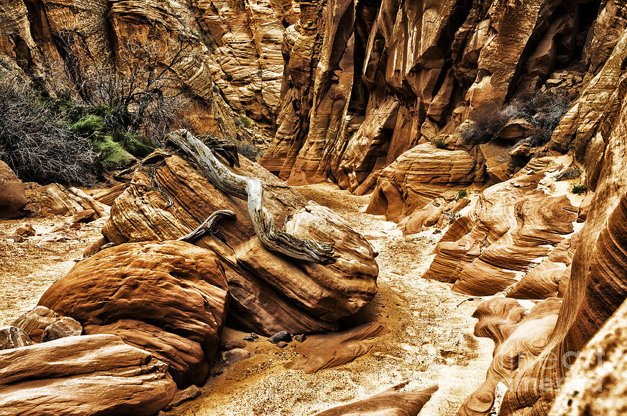 Driftwood Canyon X Photograph by Thomas R Fletcher