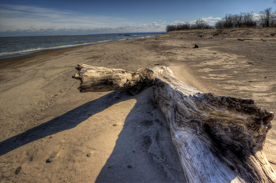 Driftwood Photograph by David Dufresne