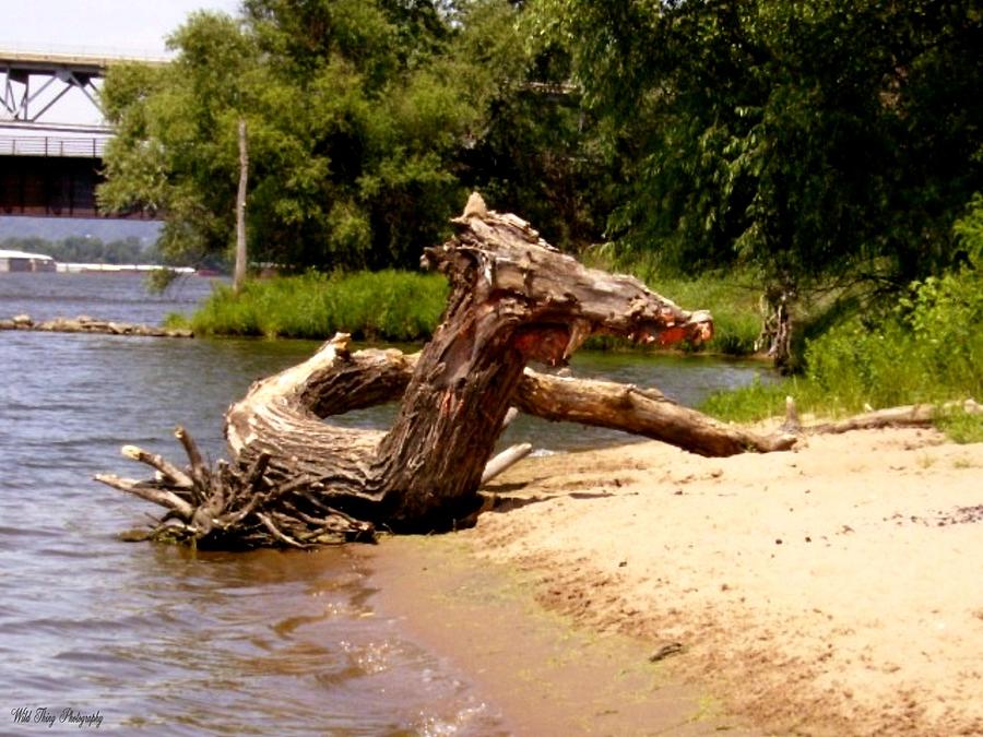 Driftwood Dragon Photograph by Wild Thing