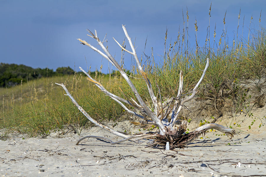 Beach Photograph - Driftwood by Betsy Knapp
