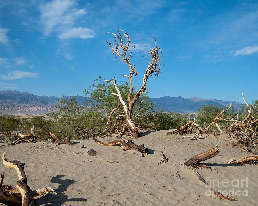 Driftwood Forest Photograph by Stephen Whalen - Fine Art America