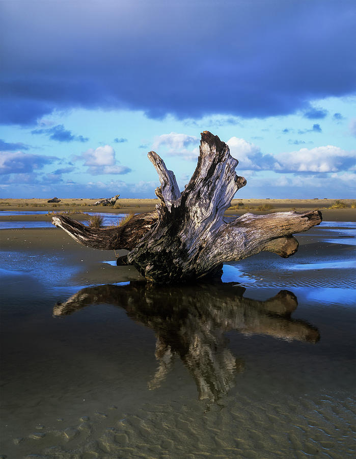 Nature Photograph - Driftwood Found Near Siltcoos Beach by Robert L. Potts