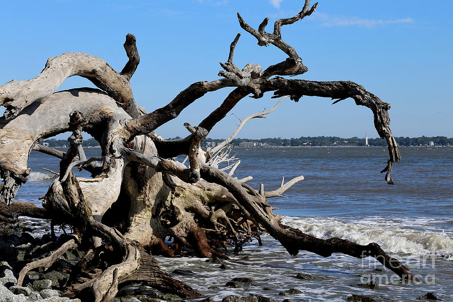 Beach Photograph - Driftwood Framed Lighthouse by Marty Fancy