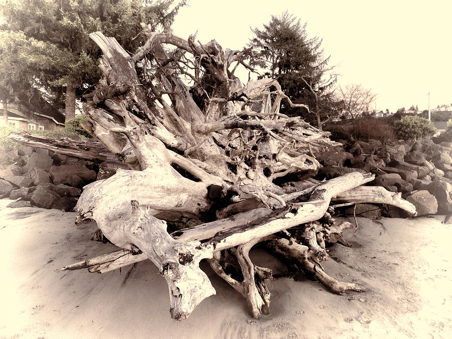 Driftwood Frenzy Photograph by HW Kateley