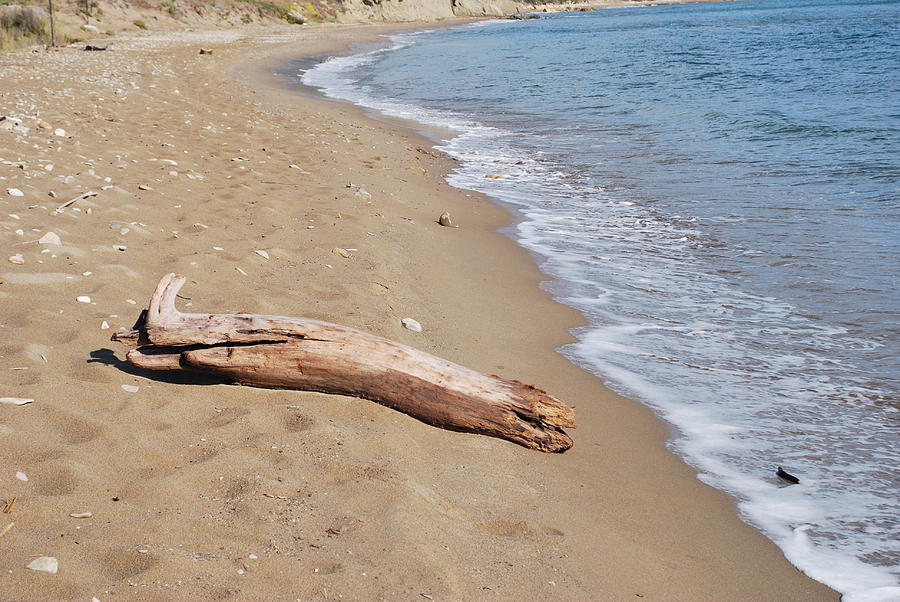 Driftwood Photograph by George Katechis
