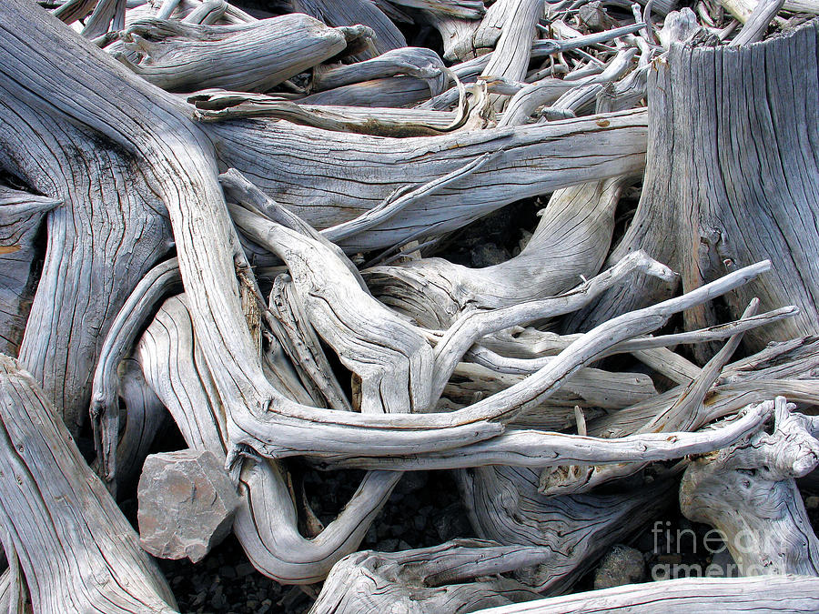 Driftwood Photograph by Gerry Bates