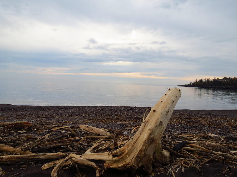 Driftwood Photograph - Driftwood in the Bay by Rachel Ross