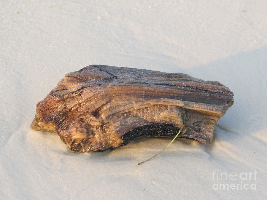 Driftwood in the sand Photograph by Michelle Powell
