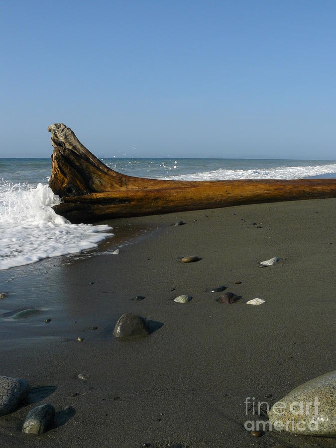 Driftwood Photograph by Jane Ford