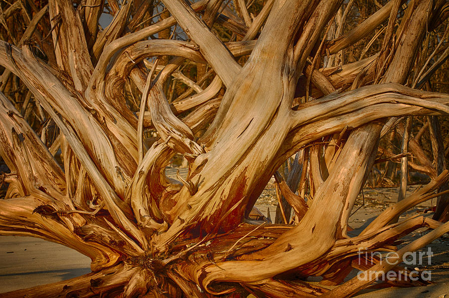 Driftwood Jungle Botany Bay Photograph by Carrie Cranwill