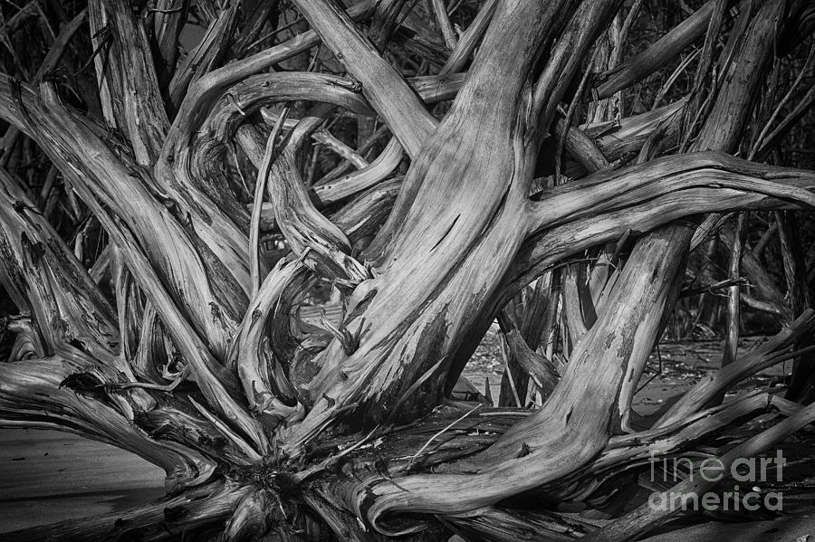 Driftwood Jungle BW Photograph by Carrie Cranwill