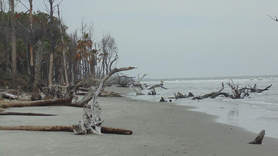 Driftwood Photograph by Kathy Scarborough - Fine Art America