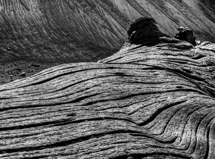 Driftwood Photograph by Mark Alder