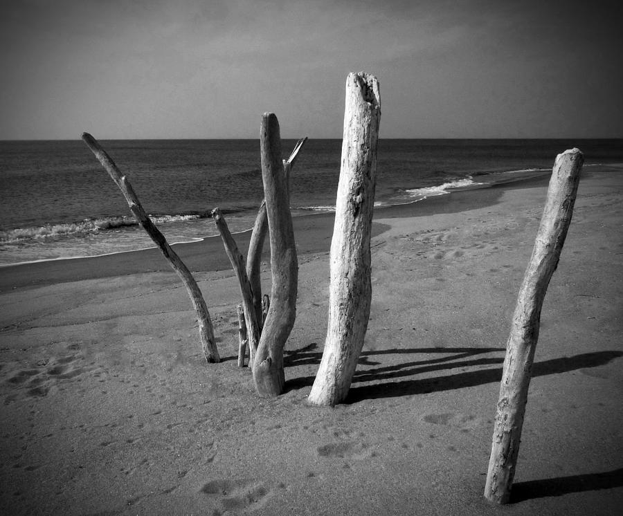Driftwood on Beach Photograph by Alan Socolik