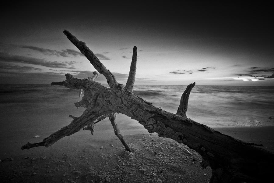 Driftwood On Bonita Beach Photograph by Bradley R Youngberg