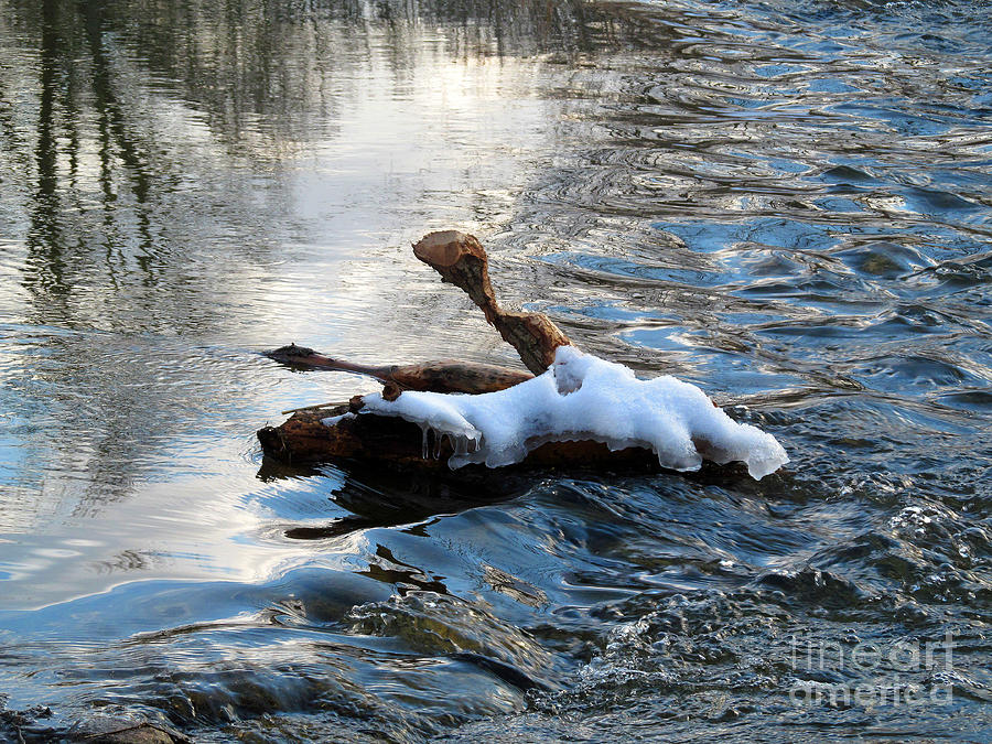 Winter Photograph - Driftwood On Ice by Tina M Wenger
