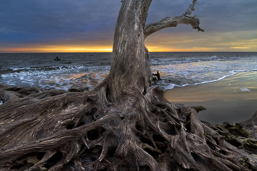 Beach Photograph - Driftwood on Jekyll Island by Debra and Dave Vanderlaan