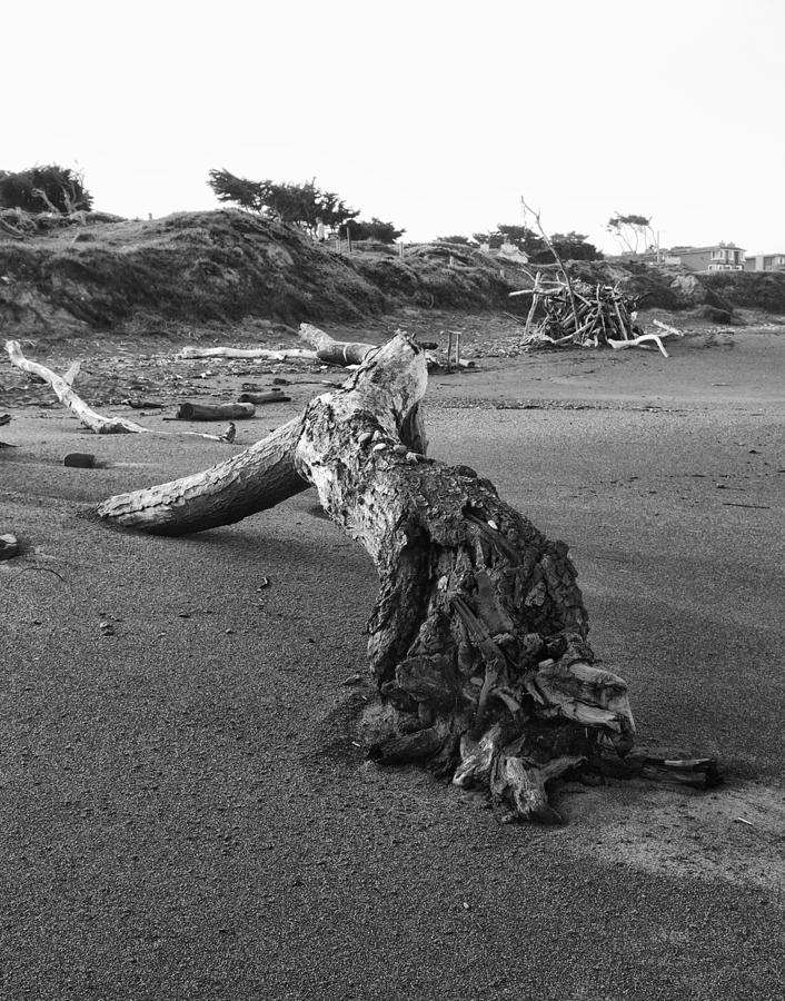 Driftwood on Moonstone Beach Photograph by Sandra Selle Rodriguez