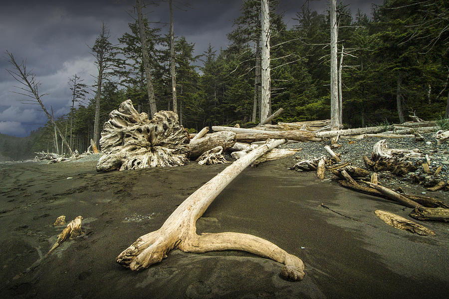 Driftwood On Rialto Beach In Olympic National Park No. 157 Photograph