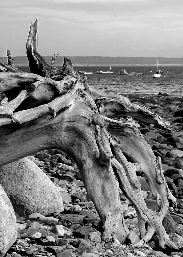 Driftwood on Rocky Beach Photograph by Jemmy Archer