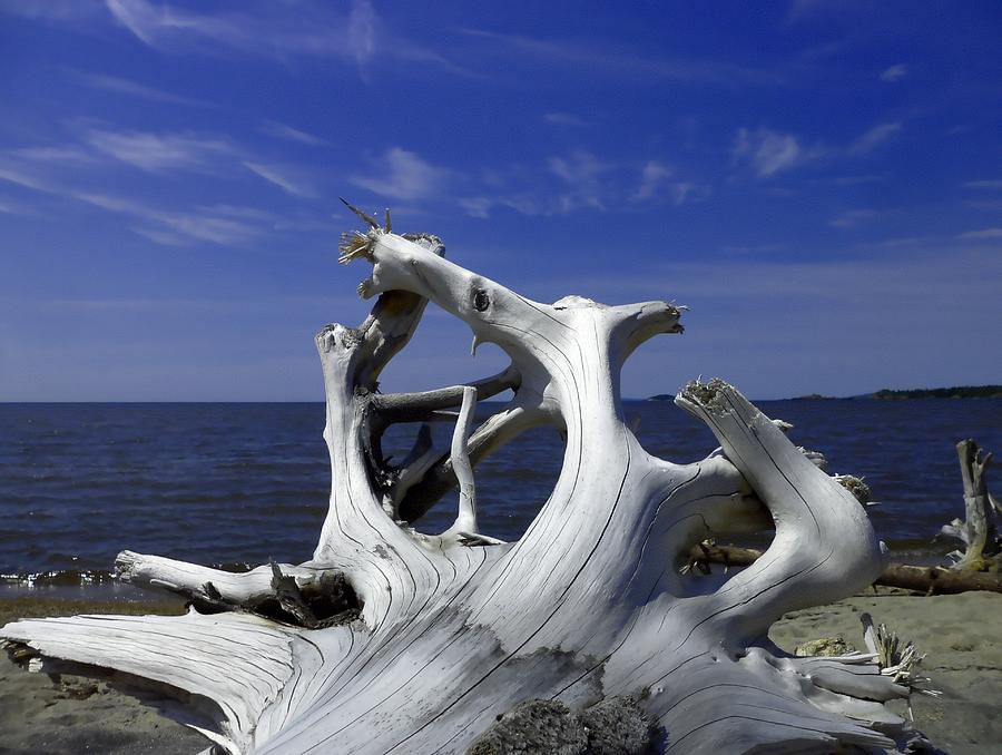 Driftwood on Superior Photograph by Tim Beebe