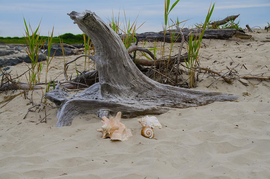 Driftwood on the Beach Photograph by Bill Cannon