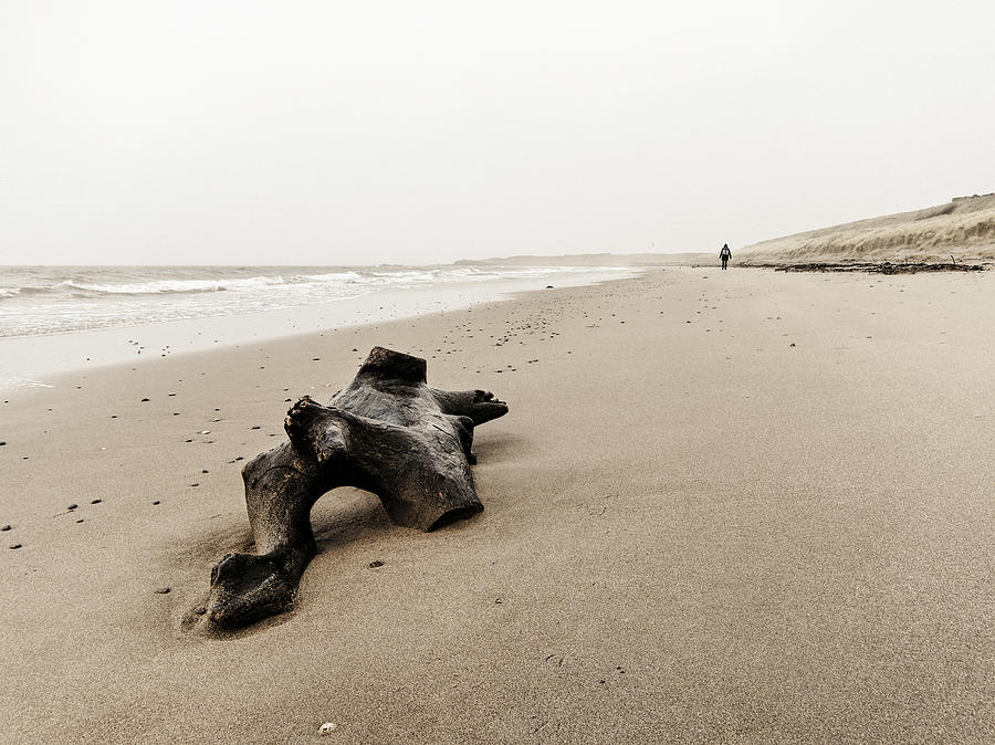 Driftwood on the beach Photograph by Dutourdumonde Photography