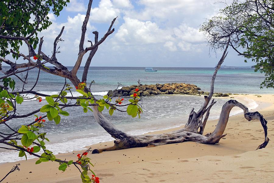 Driftwood on the Beach in Barbados Photograph by Willie Harper