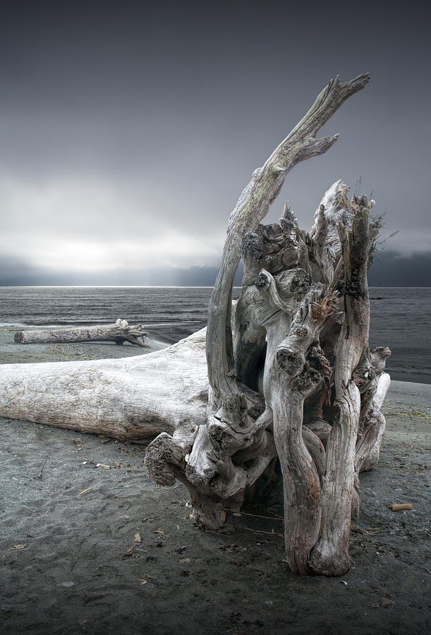 Driftwood on the Beach Photograph by Randall Nyhof