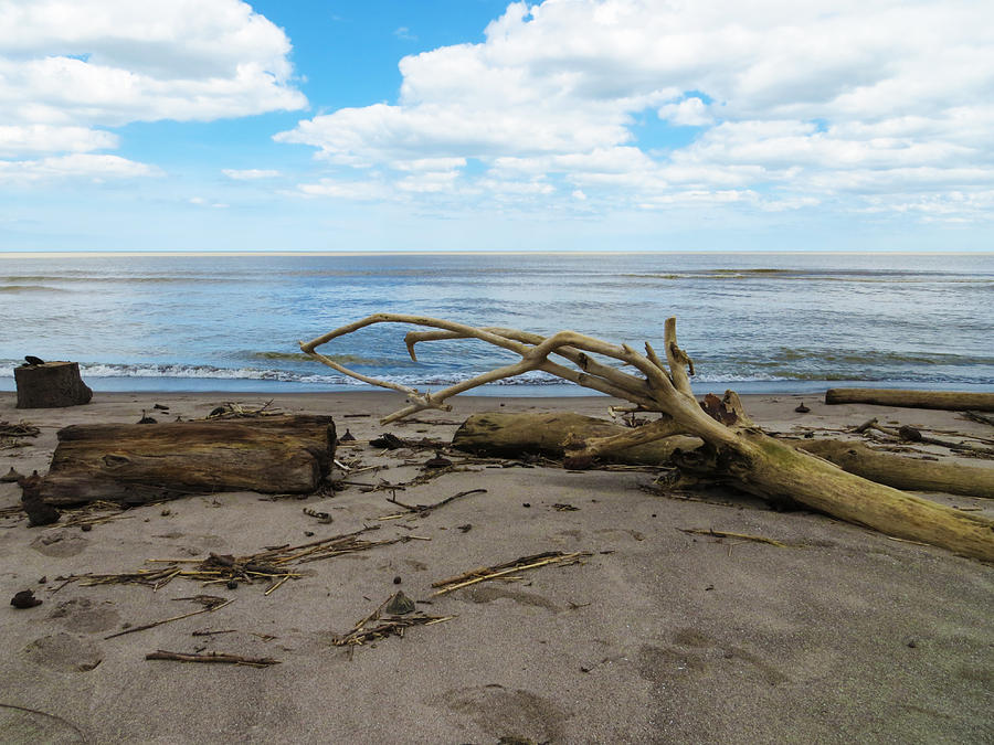 Driftwood on The Beach Photograph by Shawna Rowe