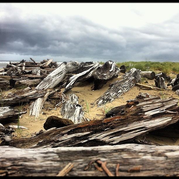 Driftwood On The Coast Of Oregon Photograph by Roecious Brooks