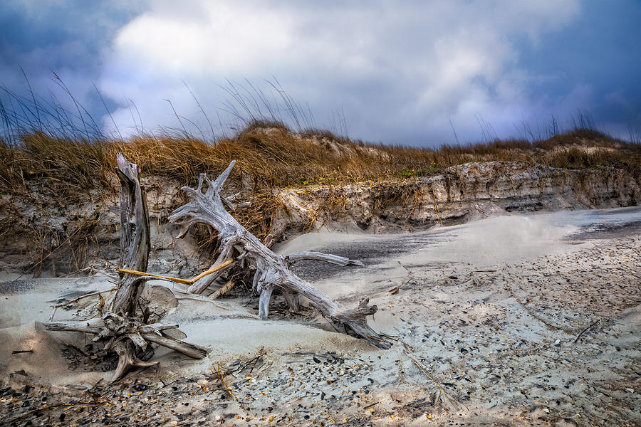 Driftwood on the Dunes Photograph by Debra and Dave Vanderlaan