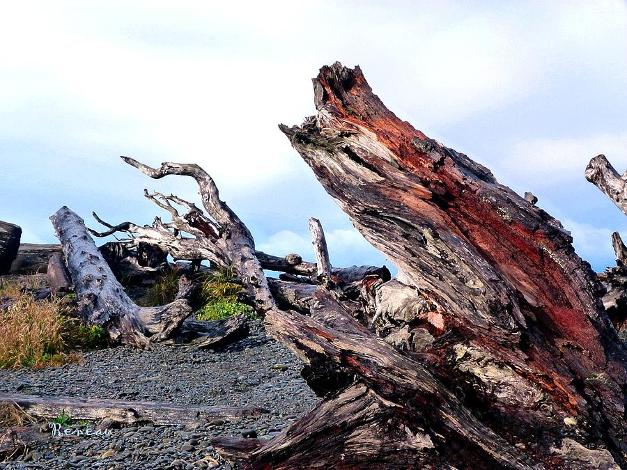 Driftwood Party Photograph by A L Sadie Reneau