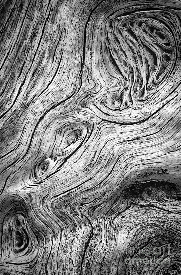 Driftwood patterns Botany Bay Photograph by Carrie Cranwill