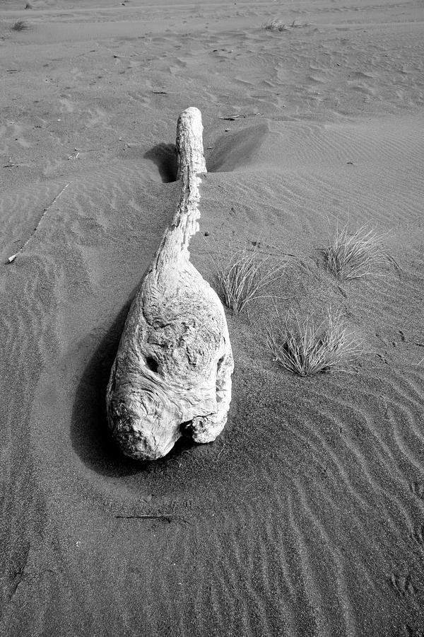 Driftwood Photograph by Peter Tellone
