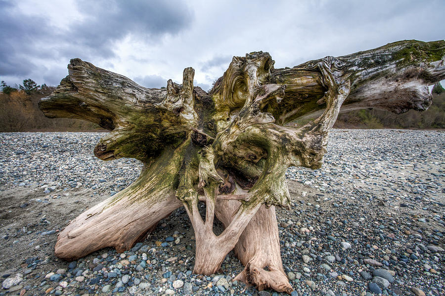 Driftwood Puget Sound Photograph by Tommy Farnsworth