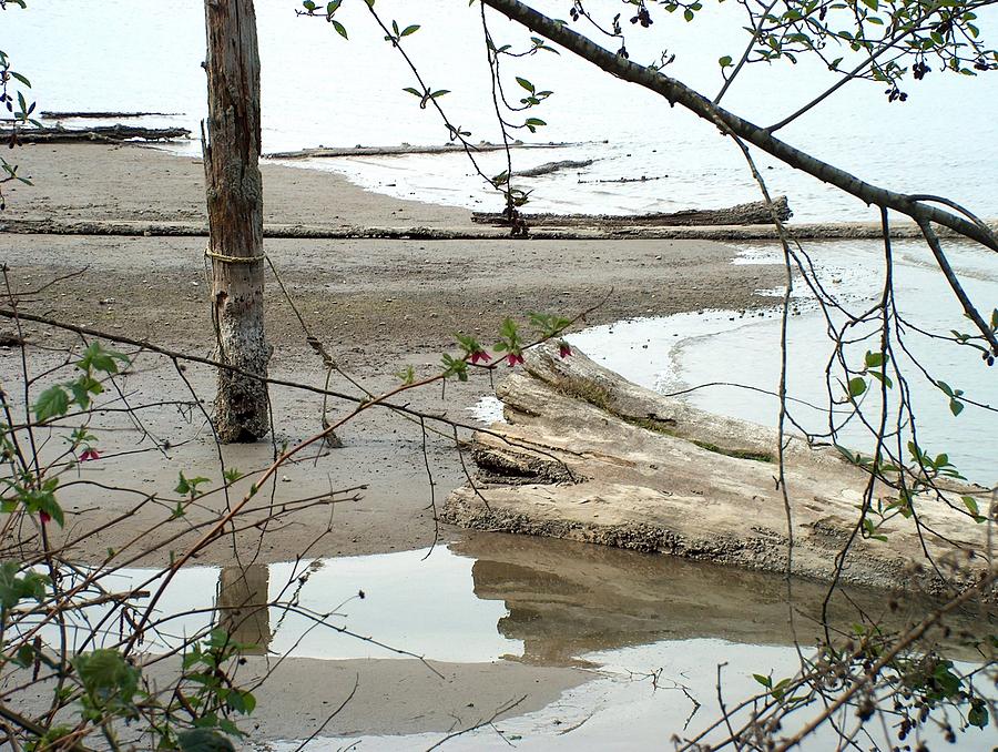 Driftwood Reflections Photograph by Wayne Enslow