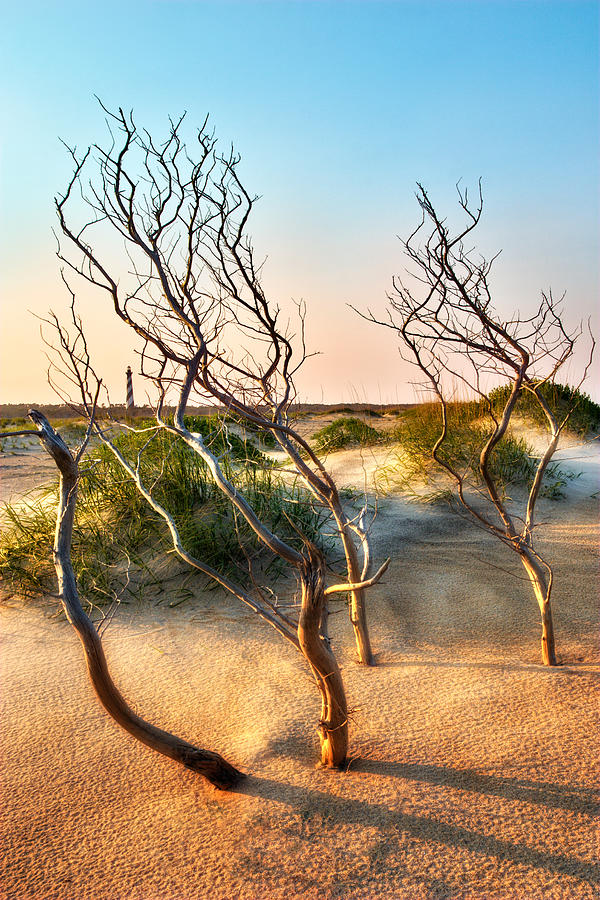 Driftwood Sand Dunes and Lighthouses I Photograph by Dan Carmichael
