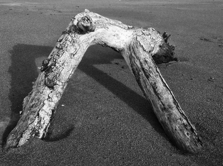 Driftwood Photograph by Sandra Selle Rodriguez